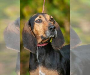 Coonhound Dogs for adoption in Johnson City, TN, USA
