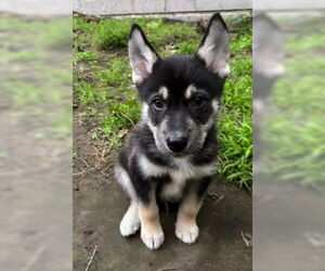 Siberian Husky-Unknown Mix Dogs for adoption in Fremont, CA, USA
