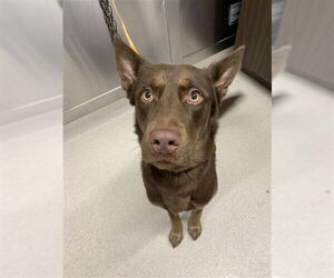 Shepradors Dogs for adoption in Fairbanks, AK, USA