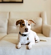Jack-A-Bee Dogs for adoption in Rancho Santa Margarita, CA, USA