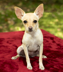 Medium Photo #1 Chihuahua Puppy For Sale in Santa Fe, TX, USA