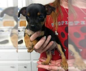 Chihuahua-Unknown Mix Dogs for adoption in Livingston, TX, USA
