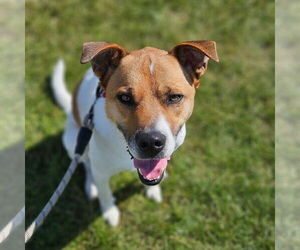 Huskies -Jack Russell Terrier Mix Dogs for adoption in Fargo, ND, USA