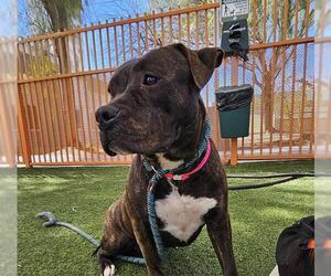 American Pit Bull Terrier-Unknown Mix Dogs for adoption in Las Vegas, NV, USA