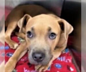 Black Mouth Cur-Unknown Mix Dogs for adoption in Point Pleasant, PA, USA