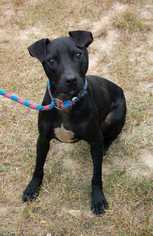 Medium Photo #1 American Pit Bull Terrier-Staffordshire Bull Terrier Mix Puppy For Sale in Staunton, VA, USA