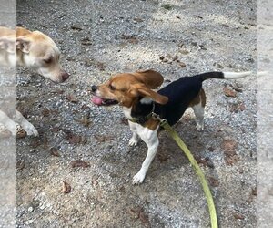 Beagle Dogs for adoption in Marine City, MI, USA