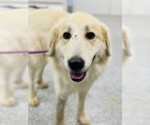 Great Pyrenees Dogs for adoption in Westminster, MD, USA