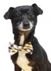 Chiweenie Dogs for adoption in Pleasanton, CA, USA