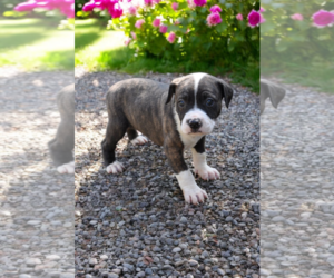 Boxer-Rat Terrier Mix Dogs for adoption in McKinney, TX, USA