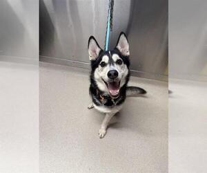 Siberian Husky Dogs for adoption in Fairbanks, AK, USA