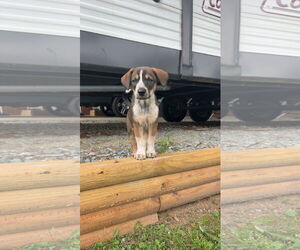 Labrottie Dogs for adoption in Kannapolis, NC, USA