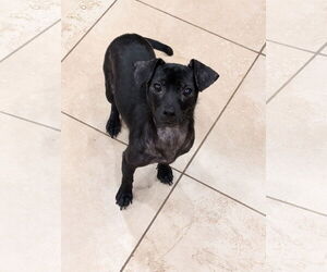 Chihuahua-Unknown Mix Dogs for adoption in Aurora, CO, USA