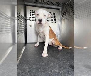 American Pit Bull Terrier-Unknown Mix Dogs for adoption in Corpus Christi, TX, USA
