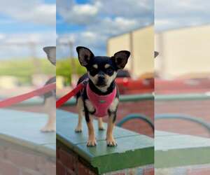 Chihuahua-Unknown Mix Dogs for adoption in Visalia, CA, USA