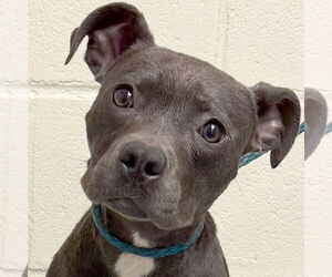American Pit Bull Terrier-Unknown Mix Dogs for adoption in Jefferson, WI, USA