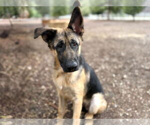 German Shepherd Dog Dogs for adoption in San Diego, CA, USA