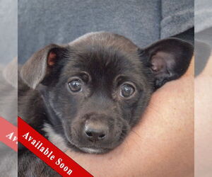 Chipin Dogs for adoption in Huntley, IL, USA