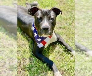 Bullboxer Pit Dogs for adoption in Fredericksburg, VA, USA