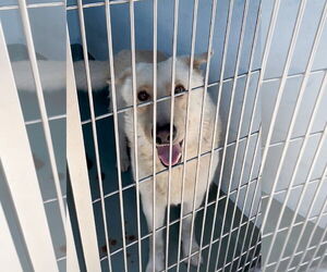 Retriever -Unknown Mix Dogs for adoption in Pasadena, CA, USA