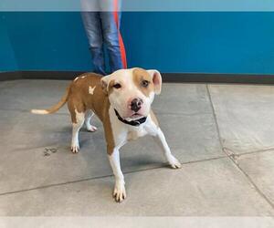 Mutt Dogs for adoption in San Martin, CA, USA