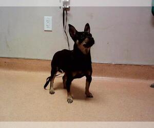 Mutt Dogs for adoption in Martinez, CA, USA