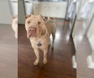 Chinese Shar-Pei Dogs for adoption in Fargo, ND, USA