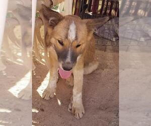 Mutt Dogs for adoption in Tonopah, AZ, USA
