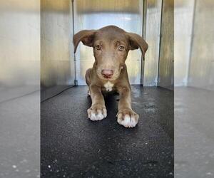 Labrador Retriever-Unknown Mix Dogs for adoption in San Antonio, TX, USA