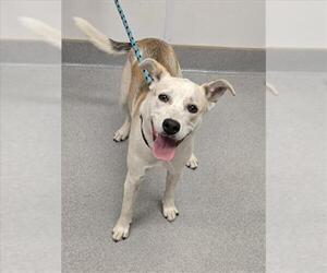 Mutt Dogs for adoption in Rancho Cucamonga, CA, USA
