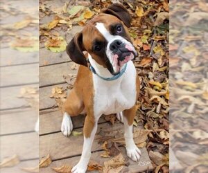 Boxer Dogs for adoption in Fort Wayne, IN, USA