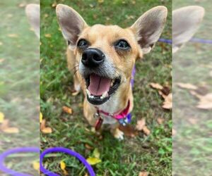 Chiweenie Dogs for adoption in Wakefield, RI, USA