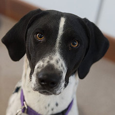Pointer Dogs for adoption in Kanab, UT, USA