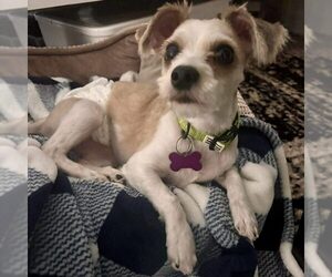 Maltese-Unknown Mix Dogs for adoption in Spring Lake, NC, USA