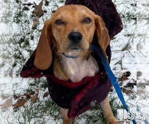 Beagle-Unknown Mix Dogs for adoption in Washington, DC, USA