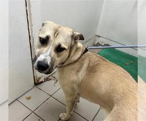 Anatolian Shepherd Dogs for adoption in Santa Barbara, CA, USA