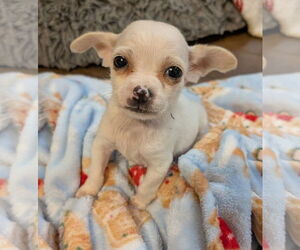 Chihuahua Dogs for adoption in The Woodlands, TX, USA
