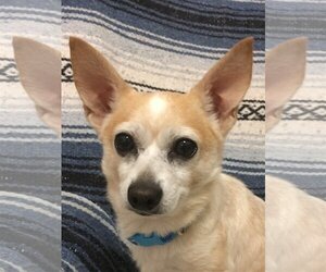 Chihuahua Dogs for adoption in Tomball, TX, USA