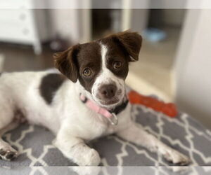 Brittany-Cavalier King Charles Spaniel Mix Dogs for adoption in Banning, CA, USA