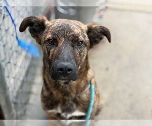 - Mix Dogs for adoption in Tulsa, OK, USA