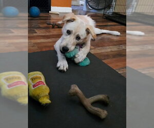 Mutt Dogs for adoption in Genesee, WI, USA