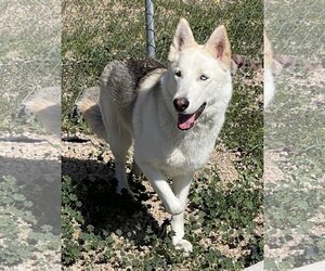 Siberian Husky Dogs for adoption in Phoenix , AZ, USA