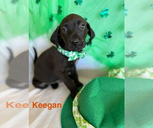 Golden Labrador Dogs for adoption in Aurora, IN, USA