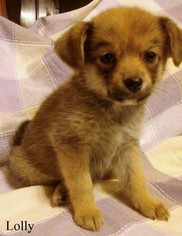 Medium Photo #1 Pomeranian-Unknown Mix Puppy For Sale in Littleton, CO, USA