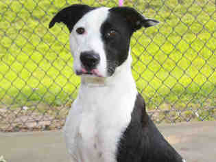 Borador Dogs for adoption in Tallahassee, FL, USA