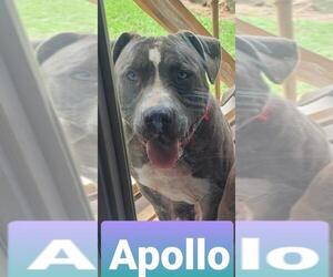 American Pit Bull Terrier Dogs for adoption in Florence, AL, USA