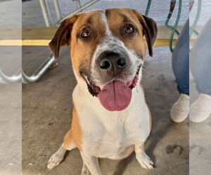 Retriever -Unknown Mix Dogs for adoption in GILBERTS, IL, USA