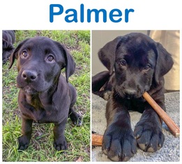 Labrador Retriever Dogs for adoption in Towson, MD, USA