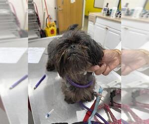 Shih Tzu Dogs for adoption in Forestville, MD, USA