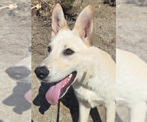 German Shepherd Dog Dogs for adoption in Phoenix, AZ, USA